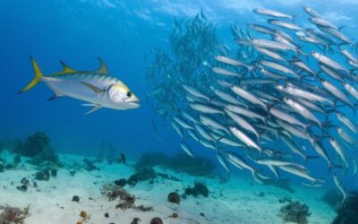 Do Slender Yellowtail Kingfish Eat Sea Snails